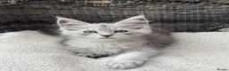 Maine Coon cats for sale: Maine coon kittens - Advert 4