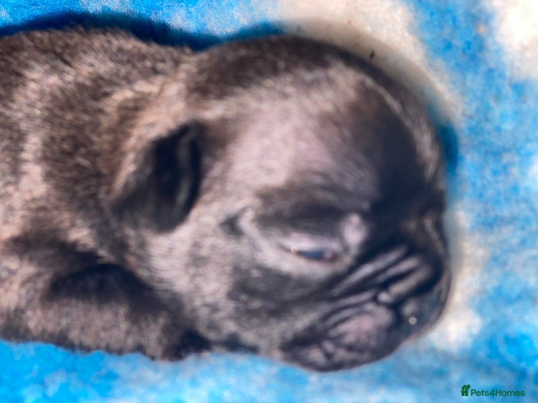 French Bulldog dogs for sale: KC reg pure French Bulldog puppies - Image 4