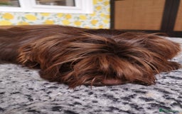 Yorkshire Terrier dogs for sale: Stunning chocolate Yorkie girl, 6 months - Image 5