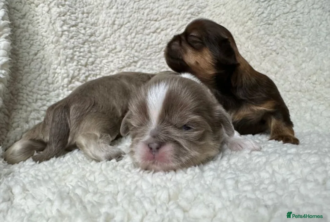 Shih Tzu dogs for stud: WAFFLES Karashishi Imperial Shihtzu for stud   in Liverpool - Advert 6