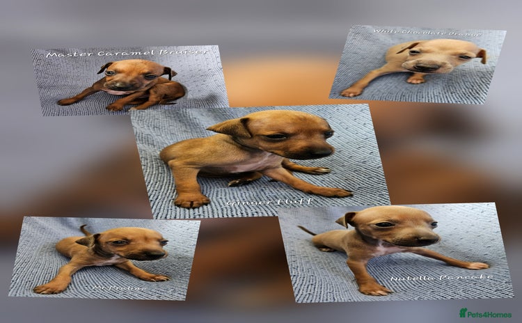 Italian Greyhound dogs - Advert 1