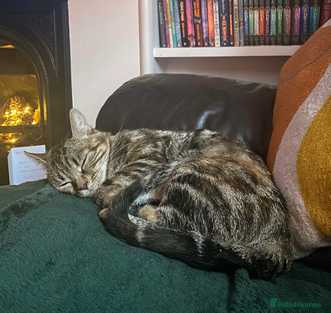 Domestic Shorthair cats for adoption: Kitty, 1 year old female neutered  - Advert 2