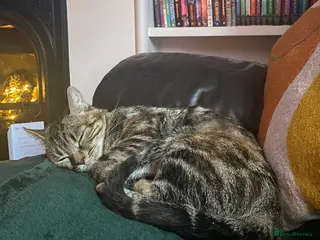 Domestic Shorthair cats Kitty, 1 year old female neutered - Advert 11