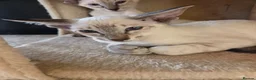 Siamese cats for sale: Siamese Seal Tabby Point kitten  - Advert 13