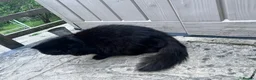 Persian cats for sale: Chubby chocolate 1y 6mths old boy - Advert 6
