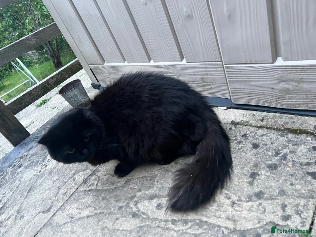 Persian cats for sale: Chubby chocolate 1y 6mths old boy - Advert 6