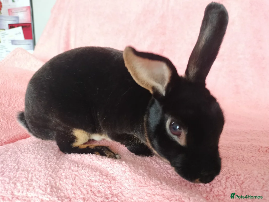 Rex rabbits for sale: Mini rex for sale  - Advert 6