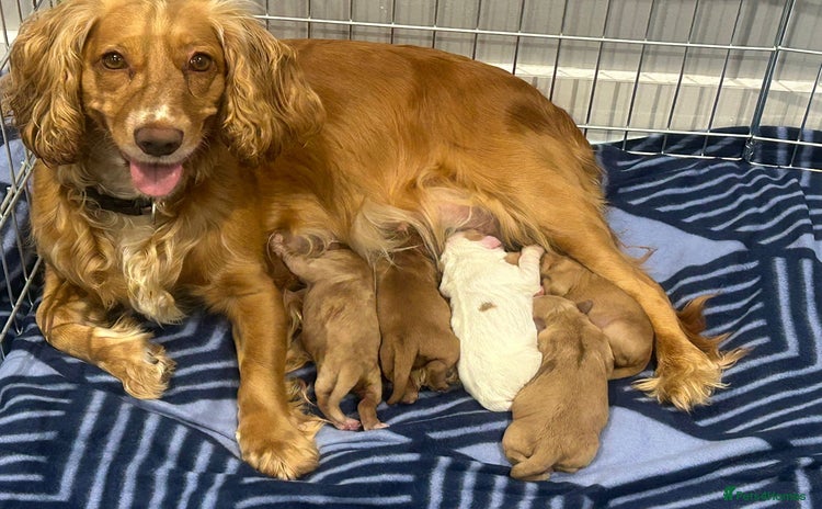 Cocker Spaniel dogs - Advert 1
