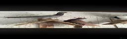 Pigeons birds for sale: Beautiful Quality Pigeons Healthy & Well Cared For - Advert 22