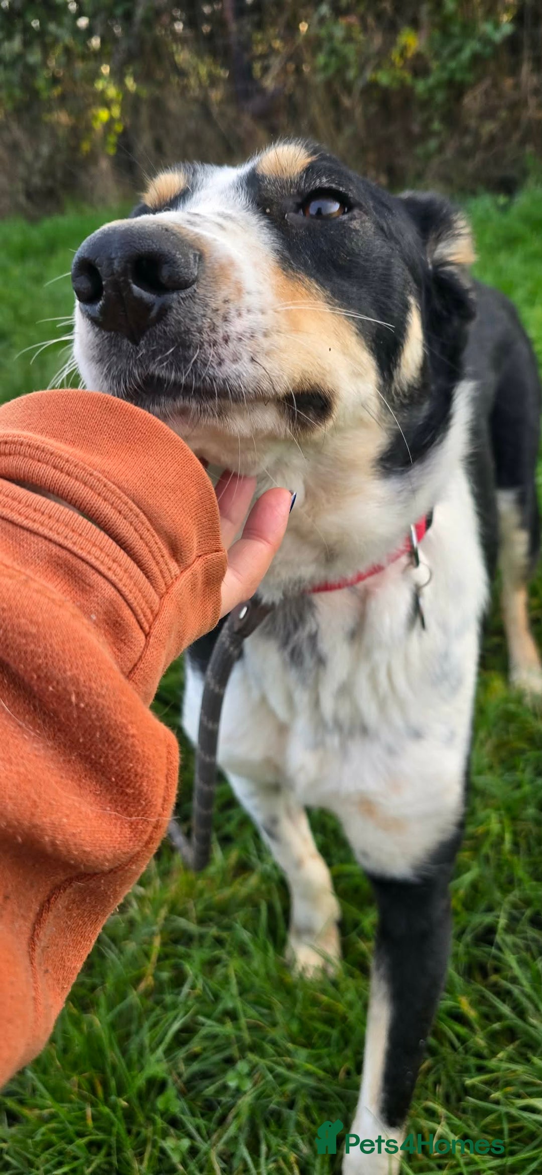 Mixed Breed dogs for adoption: TOMMY - Advert 4