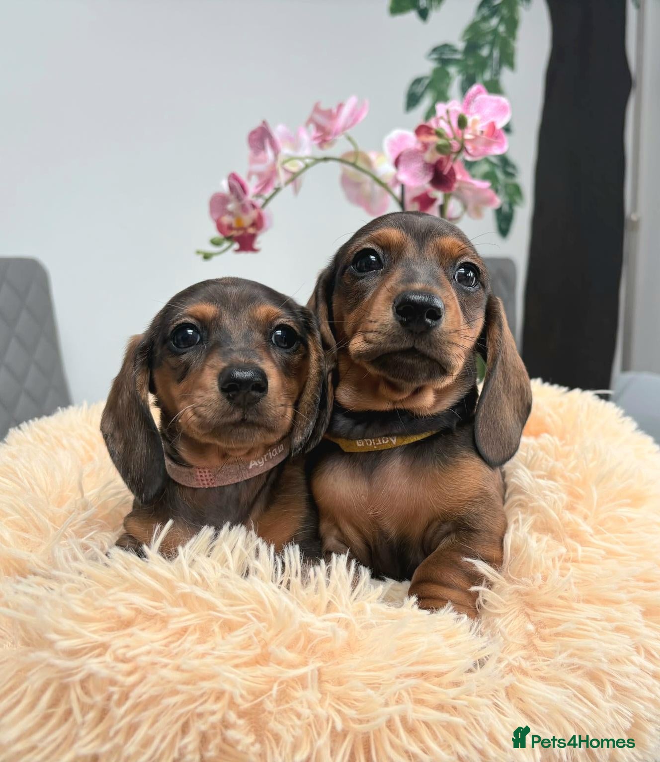 Miniature Dachshund dogs Miniature Dachshund Long & Smooth coats PRA clear - Advert 1
