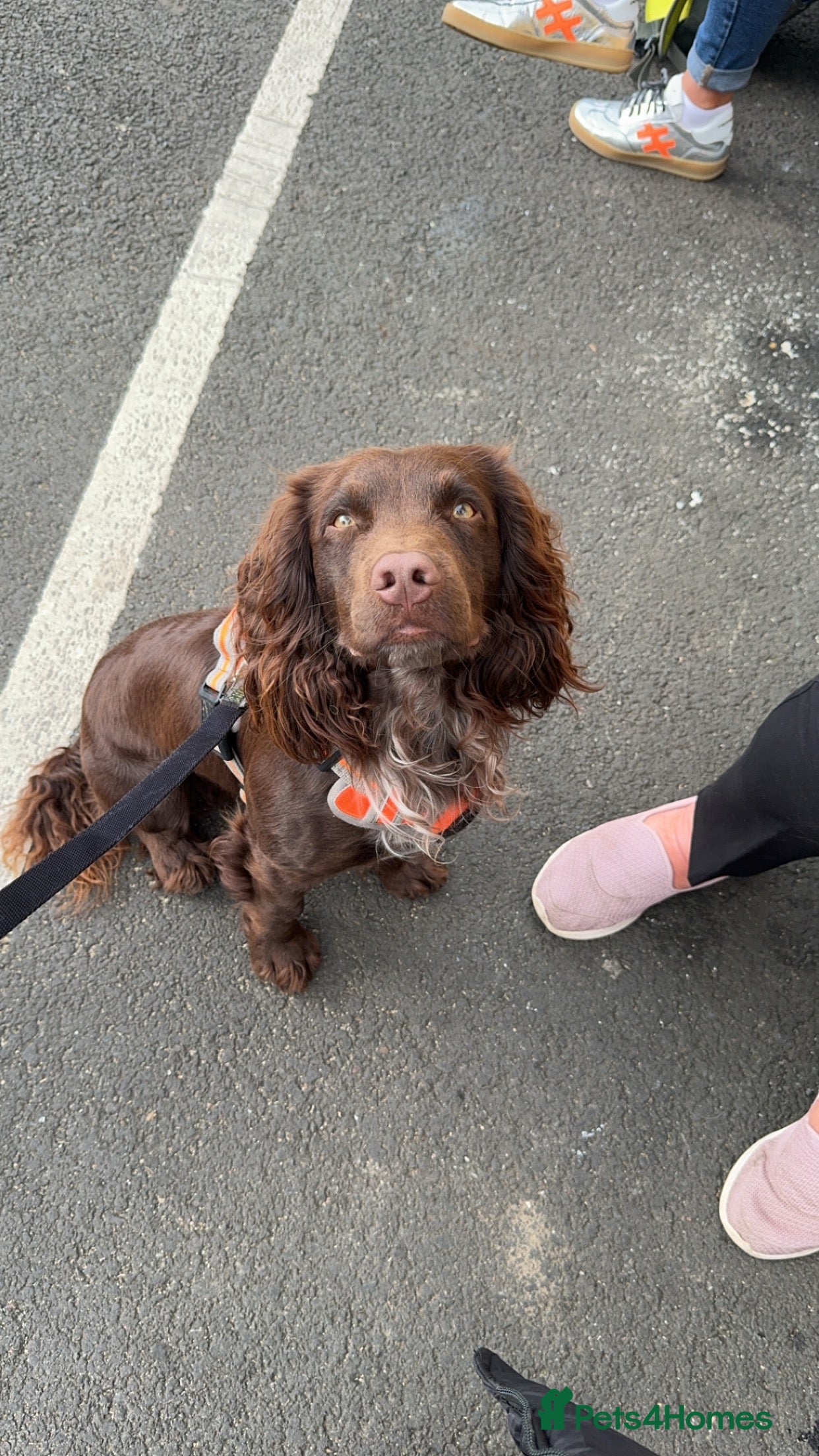 Cocker Spaniel dogs Working cocker for Stud *proven* - Advert 10