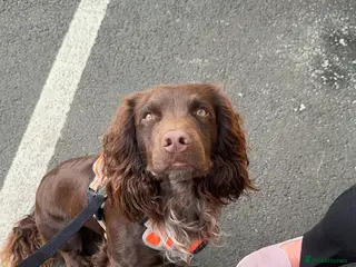 Cocker Spaniel dogs Working cocker for Stud *proven* - Advert 10