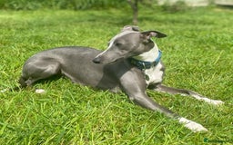 Whippet dogs for sale: STUNNING KC PEDIGREE BLUE BLACK FAWN PUPPIES - Image 4