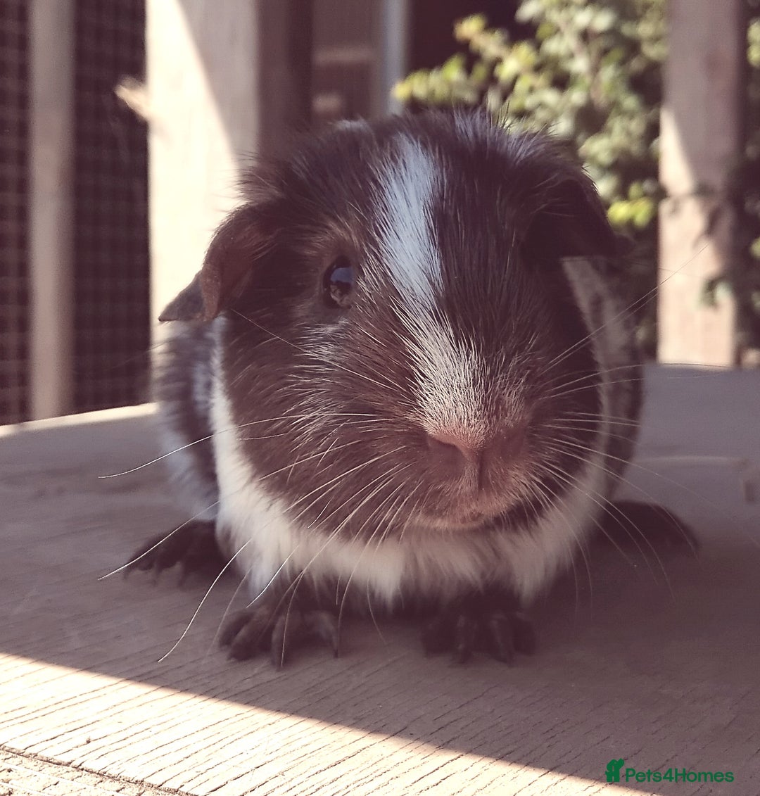 Guinea Pig rodents for sale: Chocolate Dalmation, Swiss, Tort, Baby Boars.. - Image 4