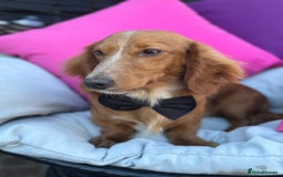 Dachshund dogs for sale: 2 beautiful male dachshund adult dogs for sale  - Image 9
