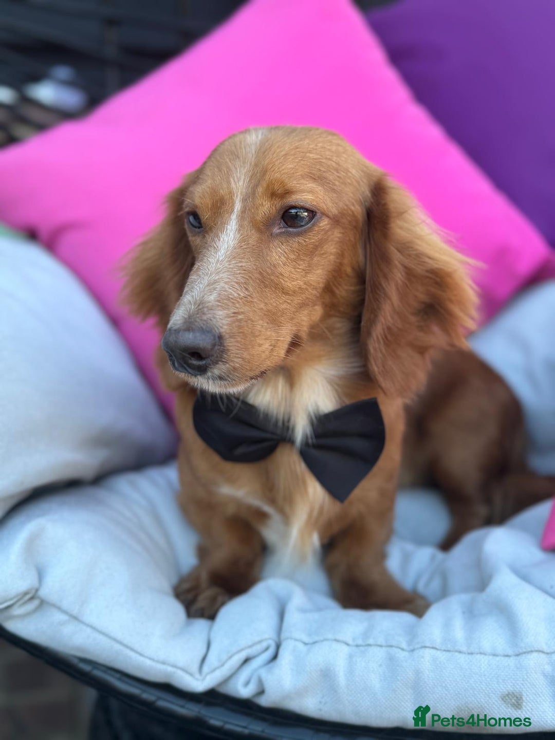 Dachshund dogs for sale: 2 beautiful male dachshund adult dogs for sale  - Image 9