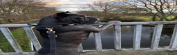 Cane Corso dogs for sale: Cane corso  - Advert 2