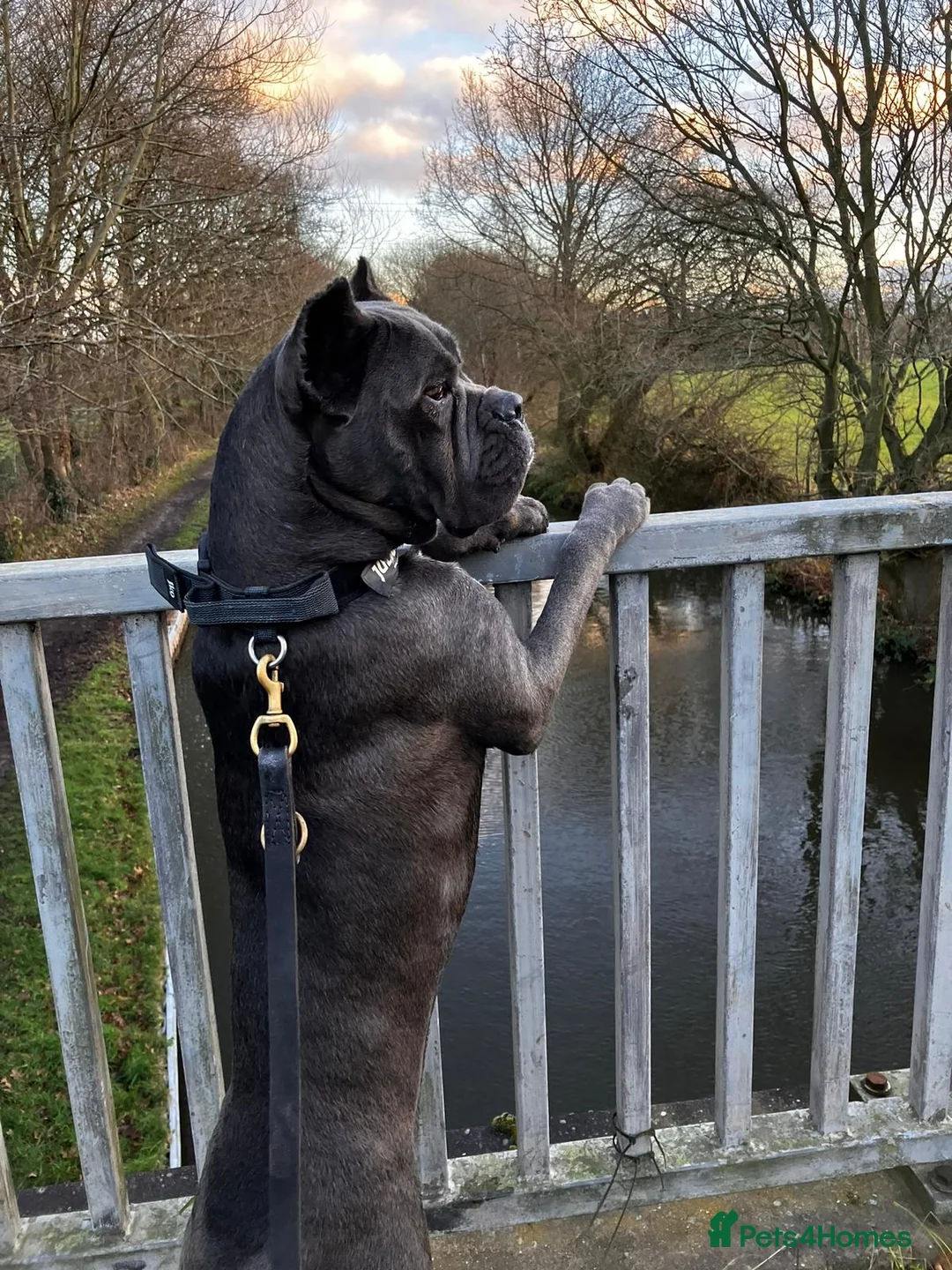Cane Corso dogs for sale: Cane corso  - Advert 2