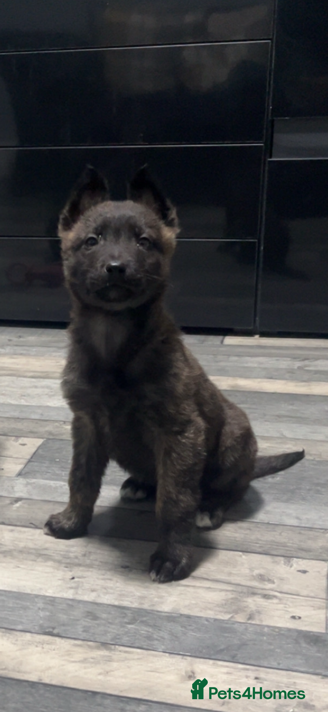 Belgian Shepherd Dog dogs for sale: Belgian malinios  - Advert 2