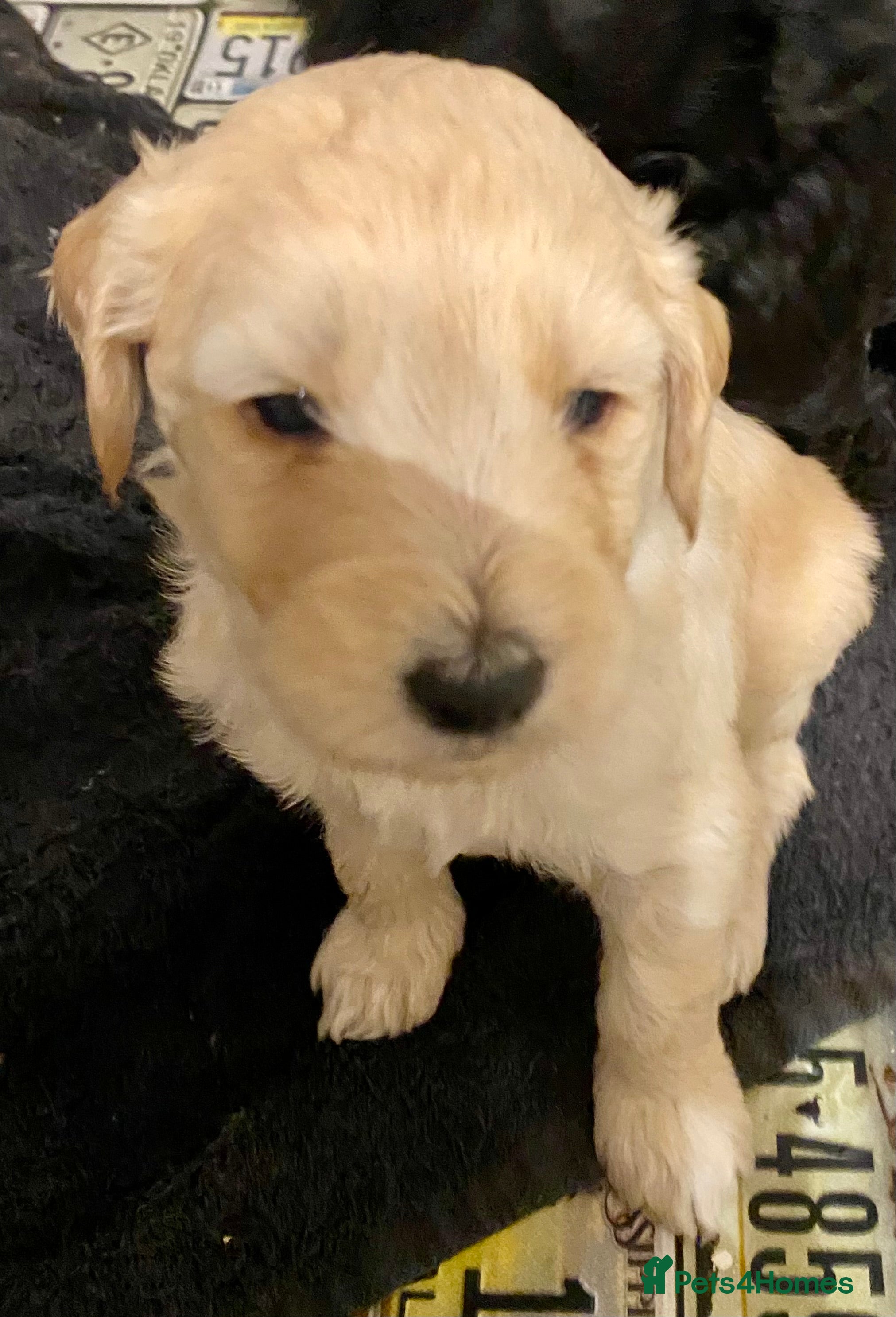 Labradoodle dogs for sale: LAST 3 LARGE PREMIUM MULTIGEN DOUBLE DOODLES 🐾🐾 - Advert 34