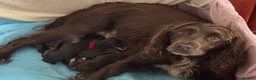 Cocker Spaniel dogs for sale: PEDIGREE WORKING COCKER SPANIEL PUPPIES FOR SALE - Advert 1