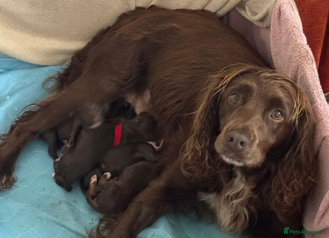 Cocker Spaniel dogs for sale: PEDIGREE WORKING COCKER SPANIEL PUPPIES FOR SALE - Advert 1