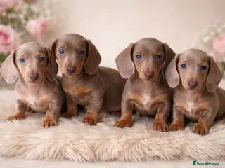 Miniature Dachshund dogs Kc health tested miniature dachshund pups - Advert 2