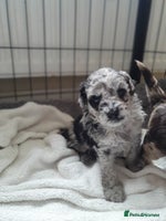 Toy Poodle dogs Gorgeous toypoodles - Advert 3