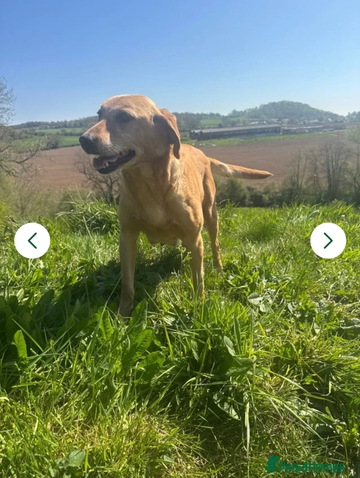 Labrador Retriever dogs Gorgeous 7 year old Labrador - Advert 3