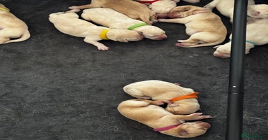 Labrador Retriever dogs - Advert 8