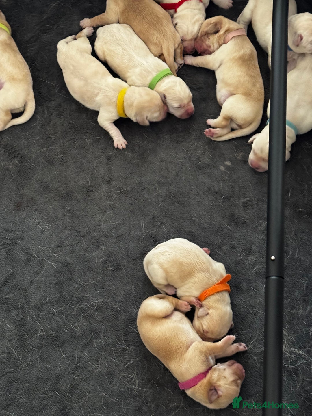 Labrador Retriever dogs for sale: Stunning, White/Yellow KC Registered Labrador Pups - Image 3
