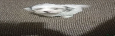 Bichon Frise 1