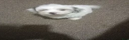 Bichon Frise dogs for sale: for sale  - Advert 2