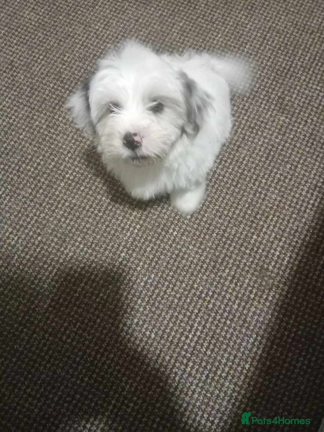 Bichon Frise dogs for sale: for sale  - Advert 2