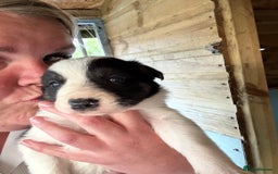 Border Collie dogs for sale: Beautiful Border Collie Puppies - Image 4