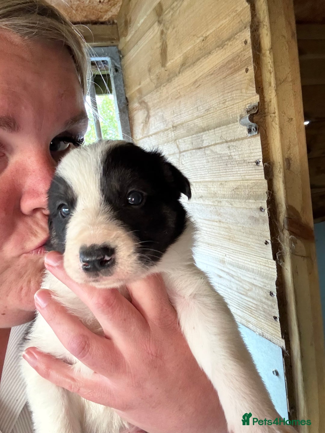Border Collie dogs for sale: Beautiful Border Collie Puppies - Image 4