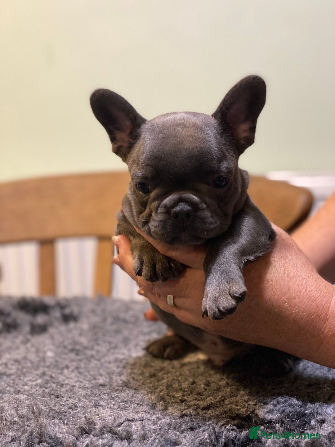 French Bulldog dogs for sale: Stunning healthy French bull dog puppies  - Image 17