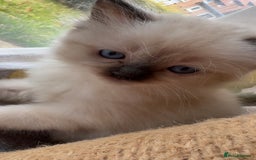 Ragdoll cats for sale: 🌟 Stunning Ragdoll Kittens 🌟 - Image 4