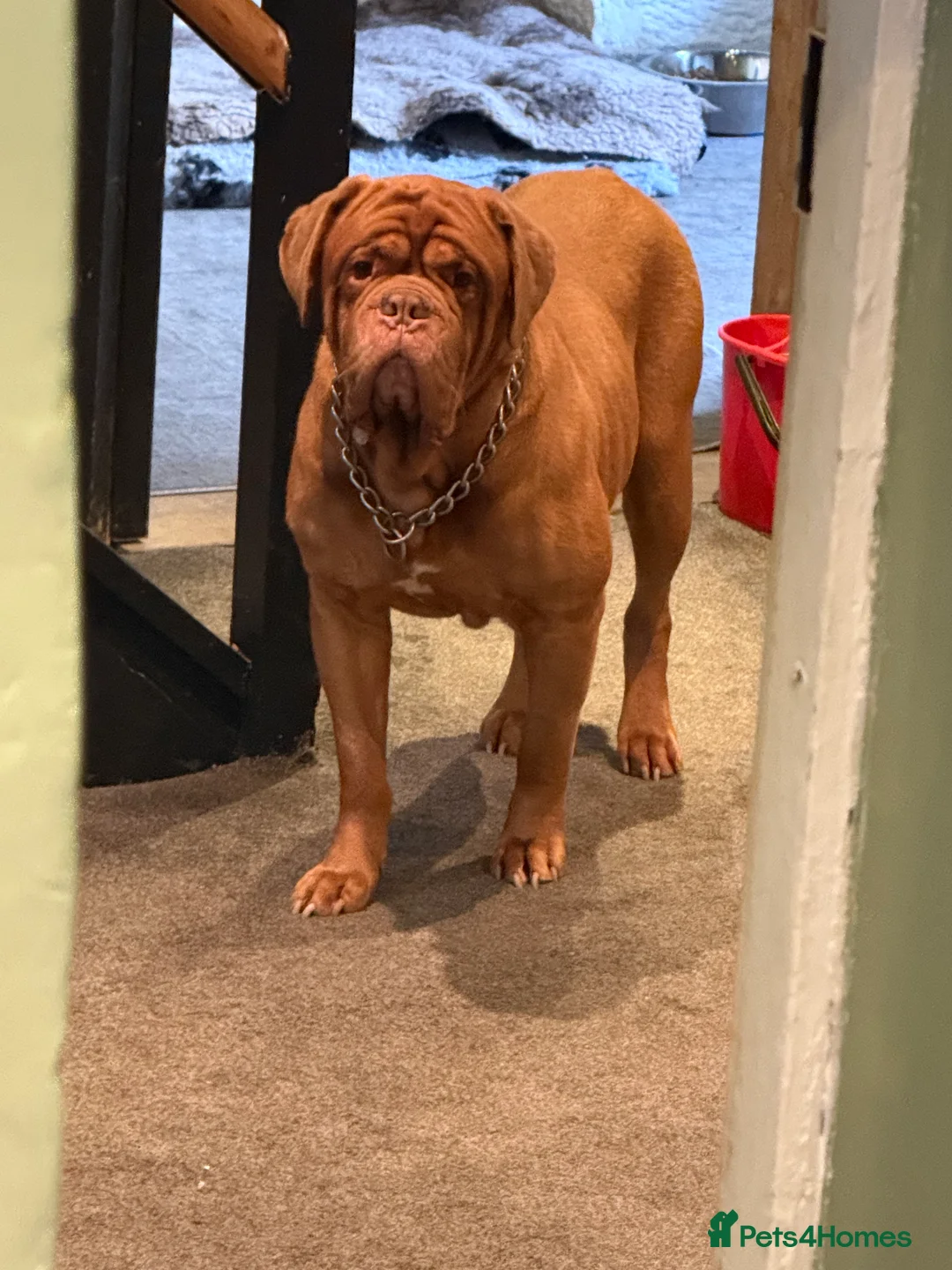 Dogue De Bordeaux dogs for sale: Dogue de bordeux  - Advert 4