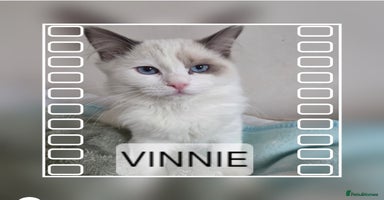 Ragdoll cats in Glasgow - Advert 2