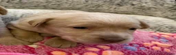 Labrador Retriever dogs for sale: 6 month old champagne girl  - Advert 4