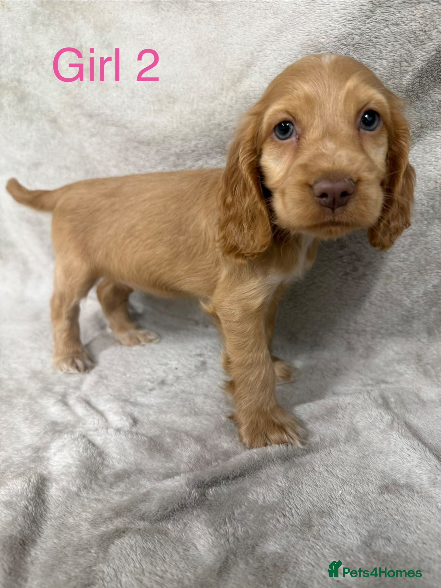 Cocker Spaniel dogs Show-type cocker spaniels - Advert 2