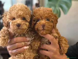 Toy Poodle dogs Only 2 left, Already trained Toy Puddle Puppies - Advert 1