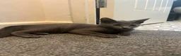 Russian Blue cats for sale: Championship and GCCF Russian blue kittens - Advert 6