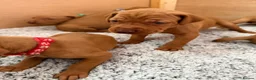 Hungarian Vizsla dogs for sale: KC registered Hungarian Vizsla puppies - Advert 3
