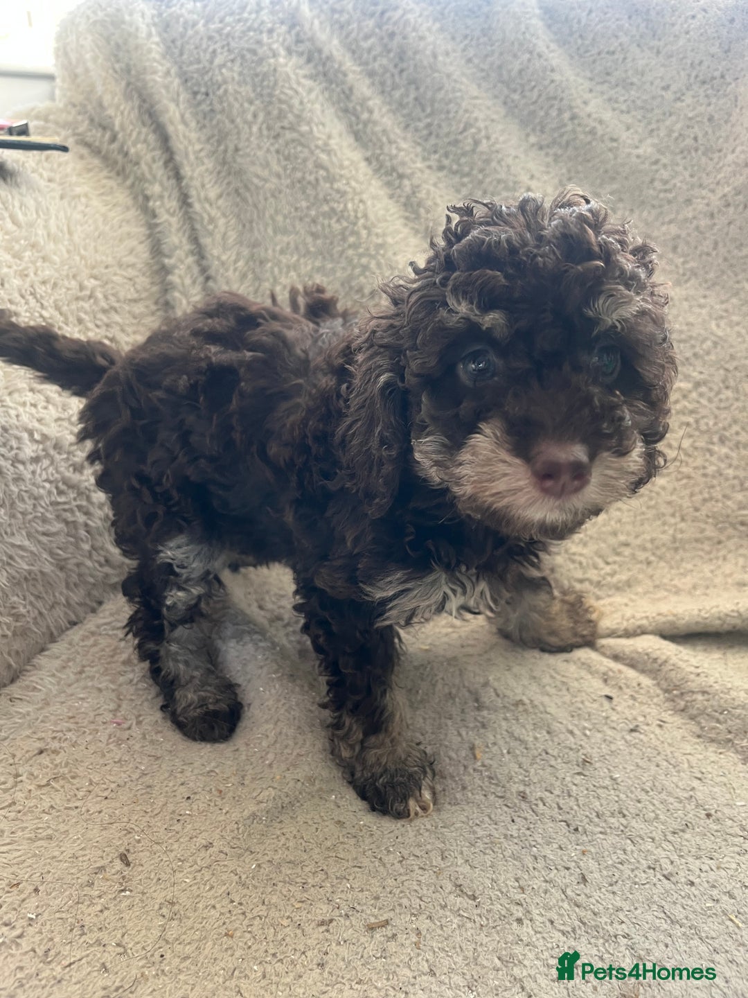 Toy Poodle dogs for sale: Toy poodle puppies - Advert 8