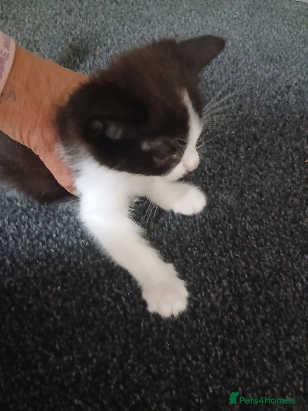 Mixed Breed cats for sale: Kitties  - Advert 3