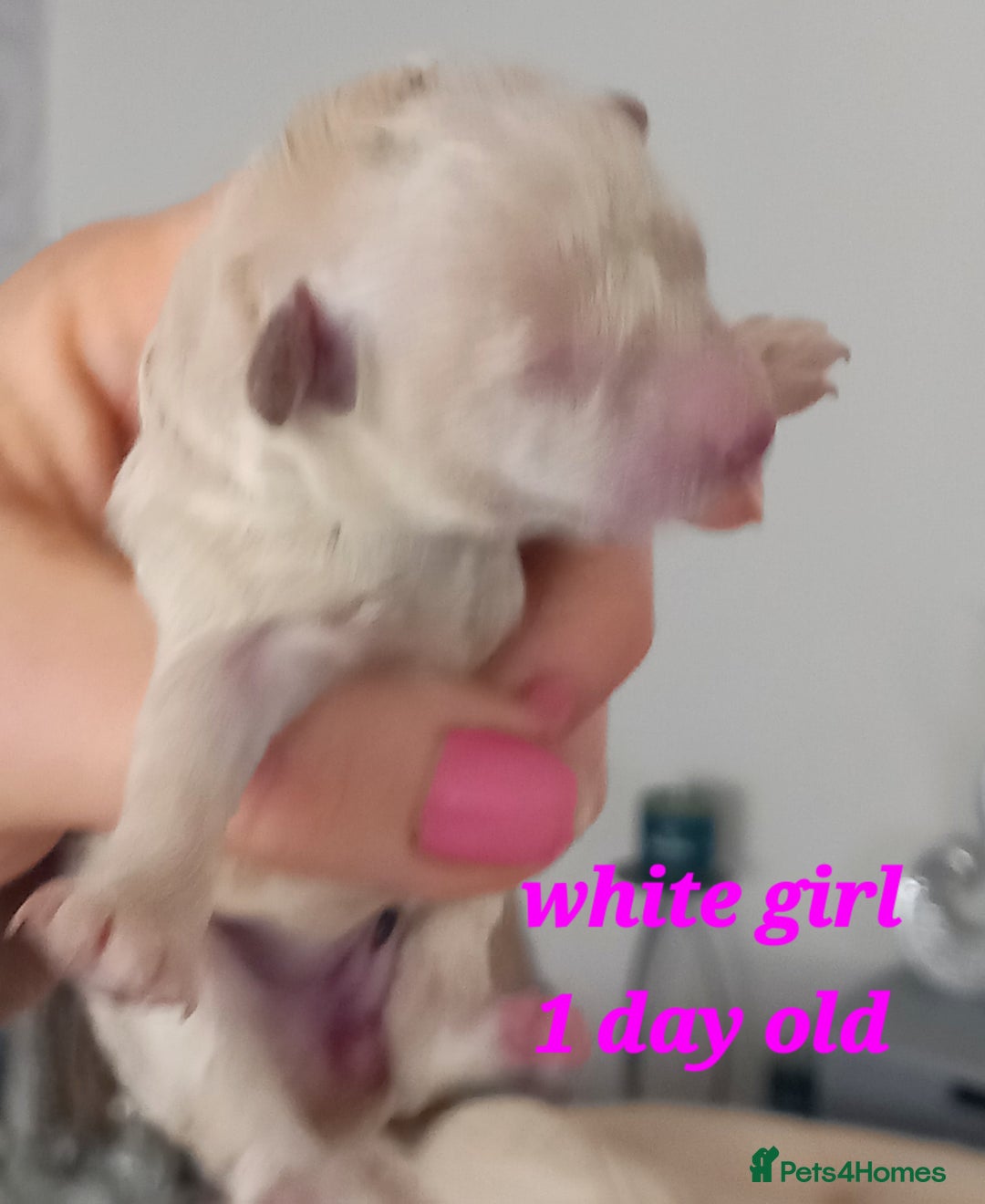 Toy Poodle dogs for sale: **1 PARTI BOY AVAILABLE**READY 21st DECEMBER** - Advert 35