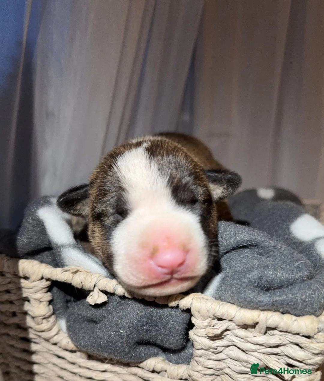 English Bull Terrier dogs for sale: Bull Terrier - Advert 15